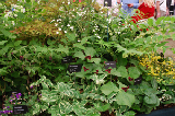 2008_0523_171418AA