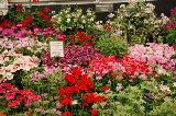 2008_0523_173310AA