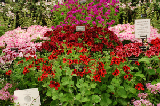 2008_0523_173326AA